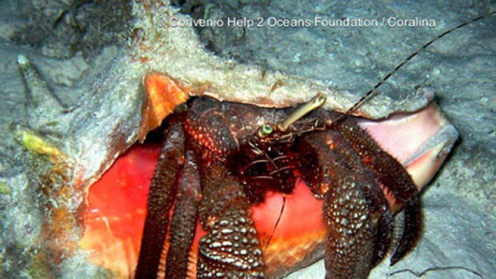 Hermit crabs (9)